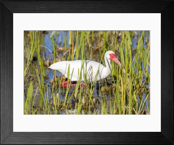 Framed Print : White Ibis (Eudocimus albus) Viera Wetlands, Brevard County, Florida Framed Print : White Ibis (Eudocimus albus) Viera Wetlands, Brevard County, Florida