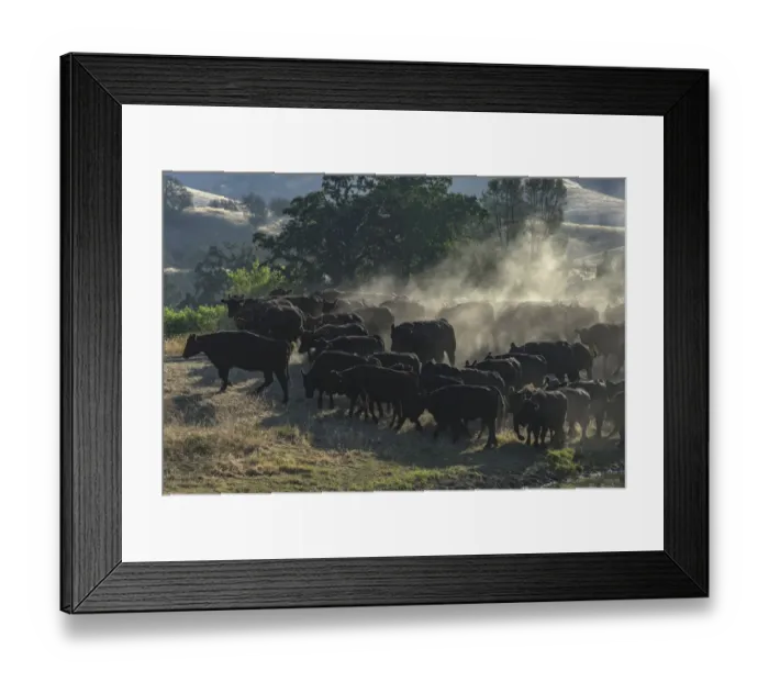 Framed Print : USA, California, Parkfield, V6 Ranch herd of black cows kicking up dust (MR) Framed Print : USA, California, Parkfield, V6 Ranch herd of black cows kicking up dust (MR)