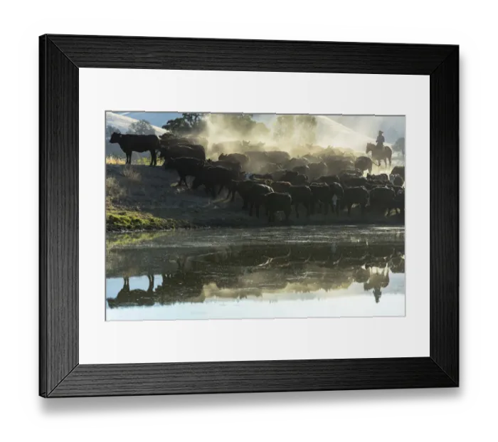 Framed Print : USA, California, Parkfield, V6 Ranch cowgirl with cows, reflected in pond (MR) Framed Print : USA, California, Parkfield, V6 Ranch cowgirl with cows, reflected in pond (MR)