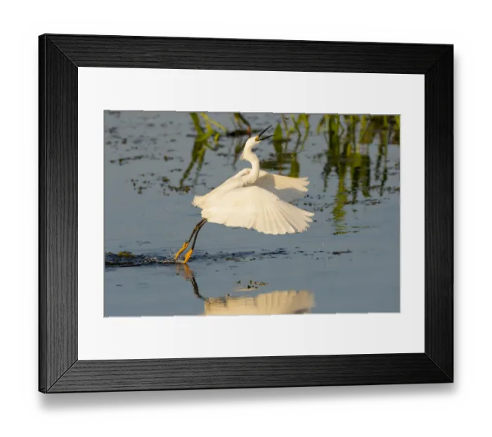 Framed Print : Snowy Egret (Egretta thula) fishing, foot dragging behavior Viera Wetlands, Brevard County Framed Print : Snowy Egret (Egretta thula) fishing, foot dragging behavior Viera Wetlands, Brevard County