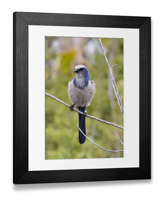 Framed Print : Florida ScrubJay (Aphelocoma coerulescens) Cruickshank Sanctuary, Brevard County, Florida Framed Print : Florida ScrubJay (Aphelocoma coerulescens) Cruickshank Sanctuary, Brevard County, Florida