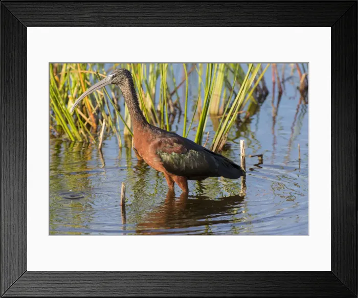Framed Print : Glossy Ibis (Plegadis falcinellus) Viera Wetlands, Brevard County, Florida Framed Print : Glossy Ibis (Plegadis falcinellus) Viera Wetlands, Brevard County, Florida