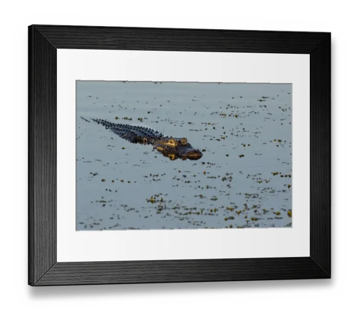 Framed Print : American Alligator (Alligator mississippiensis) Viera Wetlands, Brevard County, Florida Framed Print : American Alligator (Alligator mississippiensis) Viera Wetlands, Brevard County, Florida