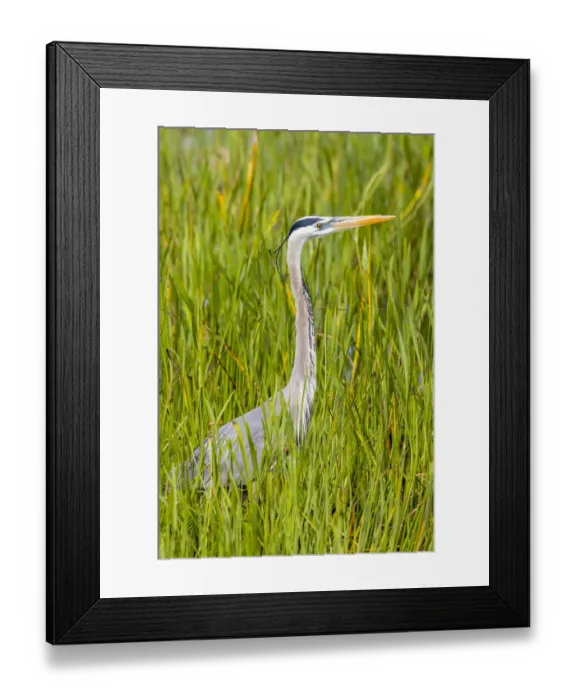 Framed Print : Great Blue Heron (Ardea herodias) Viera Wetlands Brevard County FL Framed Print : Great Blue Heron (Ardea herodias) Viera Wetlands Brevard County FL