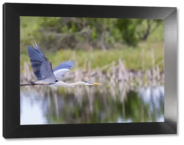 Great Blue Heron (Ardea herodias) flying Viera Wetlands Brevard County FL