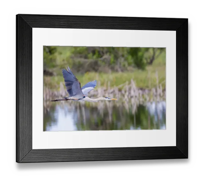 Framed Print : Great Blue Heron (Ardea herodias) flying Viera Wetlands Brevard County FL