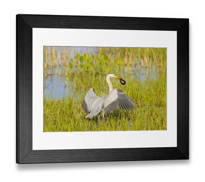 Framed Print : Great Blue Heron (Ardea herodias) with Lesser Siren Viera Wetlands Brevard County FL Framed Print : Great Blue Heron (Ardea herodias) with Lesser Siren Viera Wetlands Brevard County FL