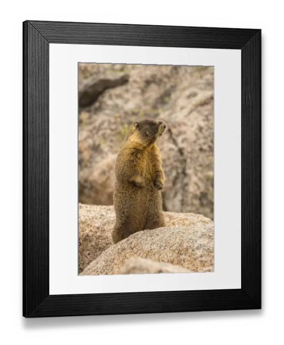Framed Print : USA, Colorado, Mt. Evans. Yellow-bellied marmot close-up Framed Print : USA, Colorado, Mt. Evans. Yellow-bellied marmot close-up