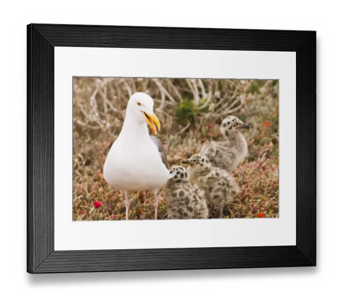 Framed Print : Western gull (Larus occidentalis) and chicks, Anacapa Island, Channel Islands National Park