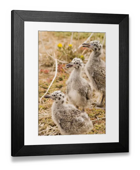 Framed Print : Western gull chicks (Larus occidentalis), Anacapa Island, Channel Islands National Park Framed Print : Western gull chicks (Larus occidentalis), Anacapa Island, Channel Islands National Park