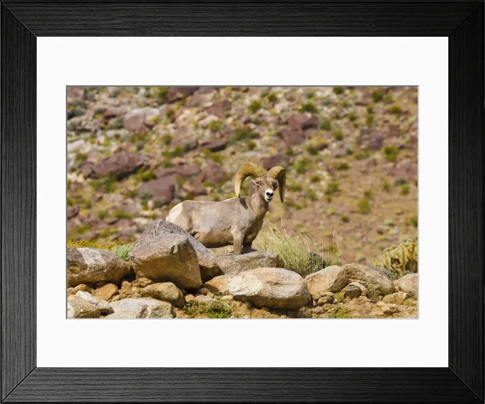 Framed Print : Peninsular Bighorn Sheep (Ovis canadensis cremnobates), Anza-Borrego Desert State Park Framed Print : Peninsular Bighorn Sheep (Ovis canadensis cremnobates), Anza-Borrego Desert State Park