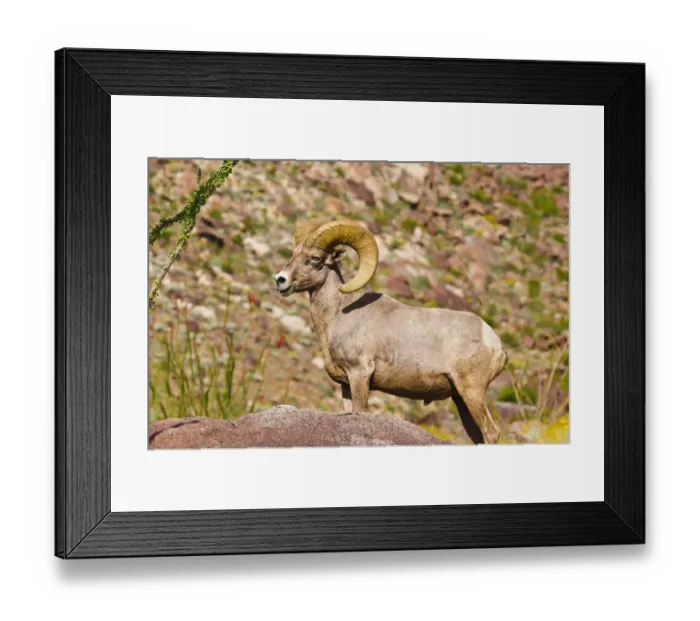 Framed Print : Peninsular Bighorn Sheep (Ovis canadensis cremnobates), Anza-Borrego Desert State Park Framed Print : Peninsular Bighorn Sheep (Ovis canadensis cremnobates), Anza-Borrego Desert State Park