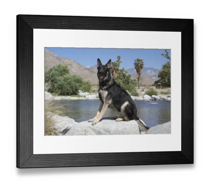 Framed Print : German Shepherd (PR)
