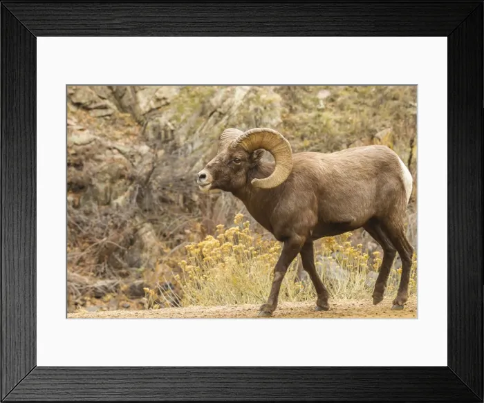 Framed Print : USA, Colorado, Waterton Canyon. Bighorn sheep ram close-up Framed Print : USA, Colorado, Waterton Canyon. Bighorn sheep ram close-up