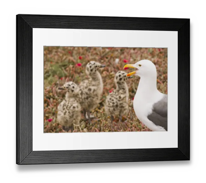 Framed Print : Western gull (Larus occidentalis) and chicks, Anacapa Island, Channel Islands National Park Framed Print : Western gull (Larus occidentalis) and chicks, Anacapa Island, Channel Islands National Park