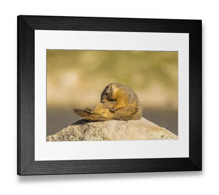 Framed Print : USA, Colorado, Mt. Evans. Yellow-bellied marmot grooming itself. Credit as: Cathy