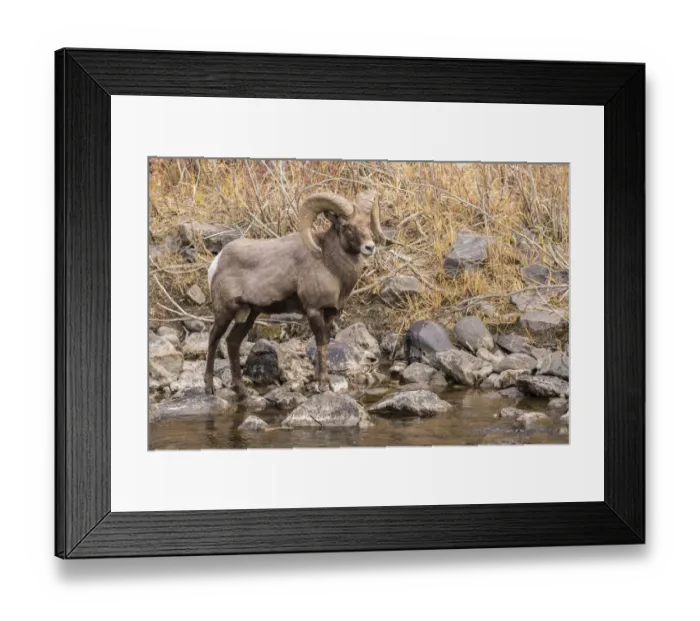 Framed Print : USA, Colorado, Waterton Canyon. Bighorn sheep ram and stream