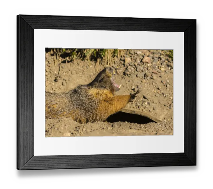 Framed Print : USA, Colorado, Mt. Evans. Yellow-bellied marmot yawning