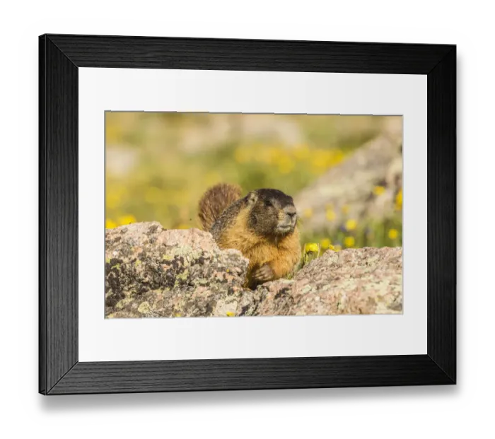 Framed Print : USA, Colorado, Mt. Evans. Yellow-bellied marmot close-up Framed Print : USA, Colorado, Mt. Evans. Yellow-bellied marmot close-up