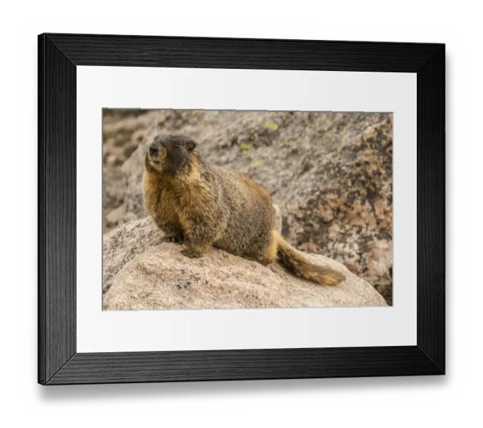 Framed Print : USA, Colorado, Mt. Evans. Yellow-bellied marmot close-up Framed Print : USA, Colorado, Mt. Evans. Yellow-bellied marmot close-up