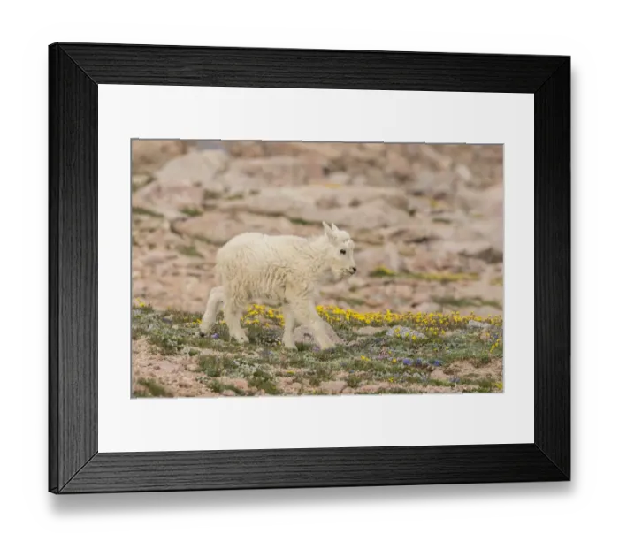 Framed Print : USA, Colorado, Mt. Evans. Mountain goat kid Framed Print : USA, Colorado, Mt. Evans. Mountain goat kid