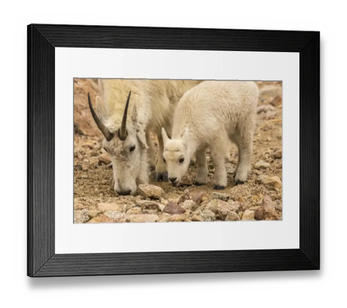 Framed Print : USA, Colorado, Mt. Evans. Mountain goat nanny and kid eating dirt for minerals. Credit as Framed Print : USA, Colorado, Mt. Evans. Mountain goat nanny and kid eating dirt for minerals. Credit as
