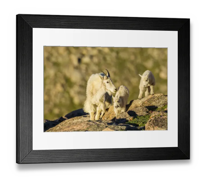 Framed Print : USA, Colorado, Mt. Evans. Mountain goat nanny and kids playing on rocks. Credit as Framed Print : USA, Colorado, Mt. Evans. Mountain goat nanny and kids playing on rocks. Credit as