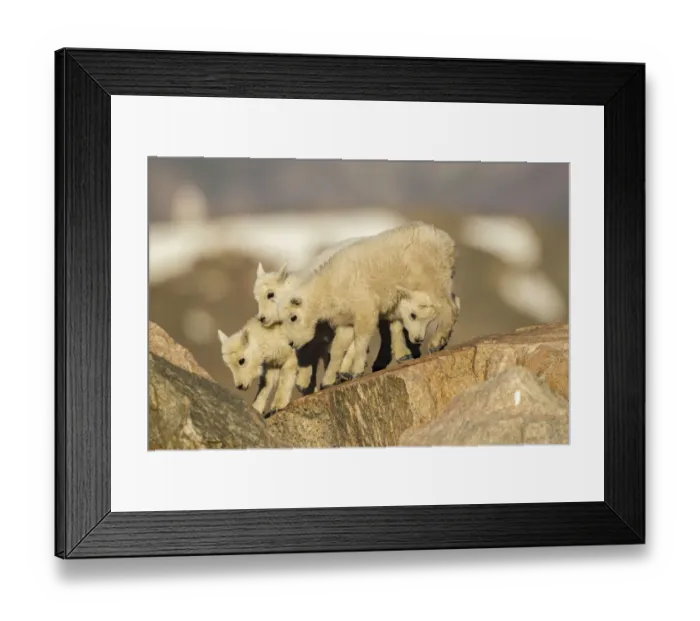 Framed Print : USA, Colorado, Mt. Evans. Mountain goat kids on rocks
