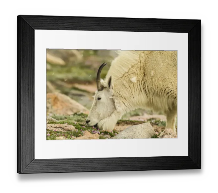 Framed Print : USA, Colorado, Mt. Evans. Mountain goat eating dwarf clover Framed Print : USA, Colorado, Mt. Evans. Mountain goat eating dwarf clover
