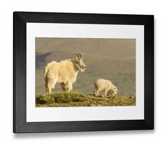 Framed Print : USA, Colorado, Mt. Evans. Mountain goat nanny and kid Framed Print : USA, Colorado, Mt. Evans. Mountain goat nanny and kid
