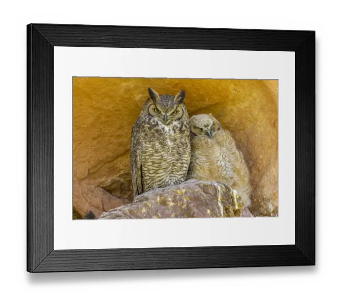 Framed Print : USA, Colorado, Red Rocks State Park. Great horned owl and owlet at nest in rocks