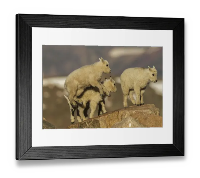 Framed Print : USA, Colorado, Mt. Evans. Mountain goat kids on rocks Framed Print : USA, Colorado, Mt. Evans. Mountain goat kids on rocks