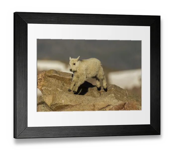 Framed Print : USA, Colorado, Mt. Evans. Mountain goat kid on rocks Framed Print : USA, Colorado, Mt. Evans. Mountain goat kid on rocks