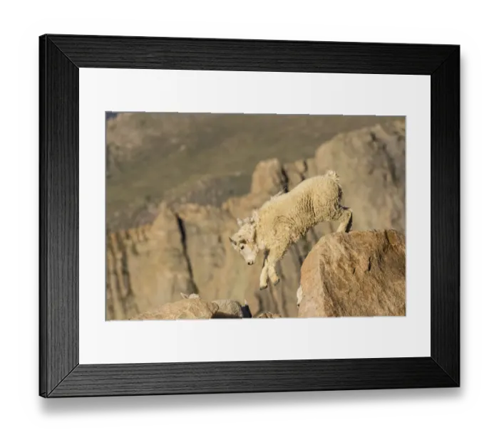Framed Print : USA, Colorado, Mt. Evans. Mountain goat kid on rocks