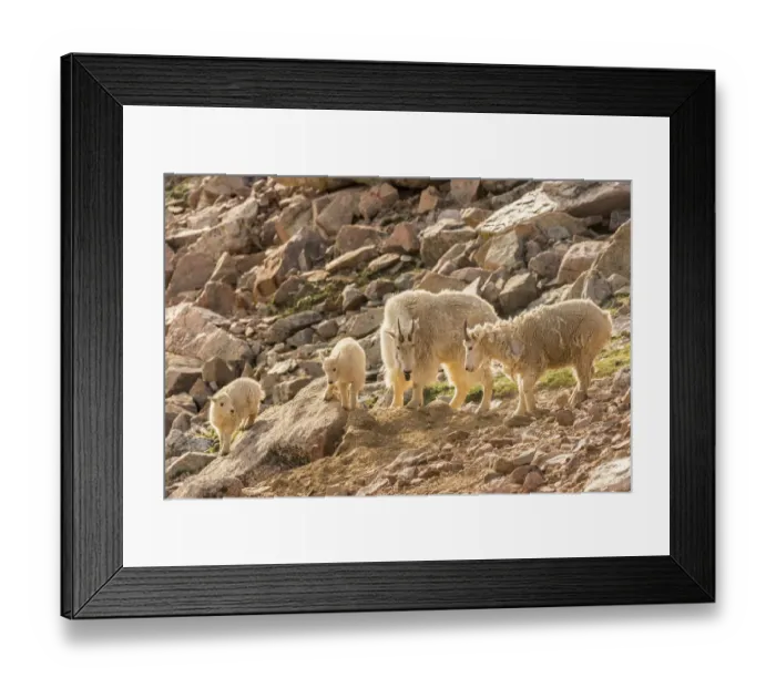 Framed Print : USA, Colorado, Mt. Evans. Mountain goat nanny and kids Framed Print : USA, Colorado, Mt. Evans. Mountain goat nanny and kids