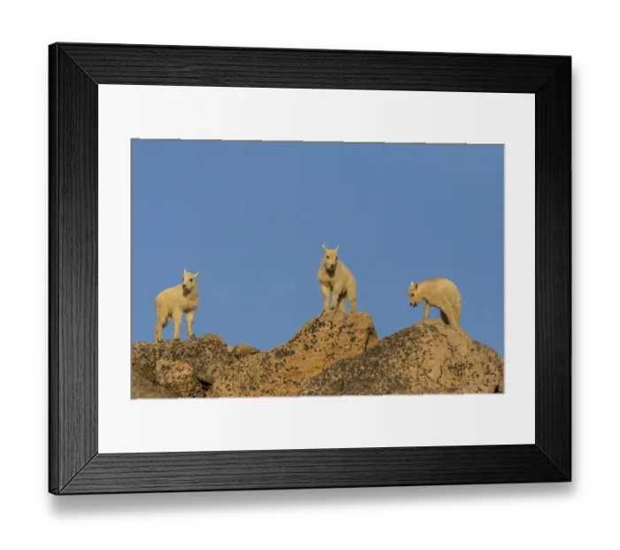 Framed Print : USA, Colorado, Mt. Evans. Mountain goat kids on rocks