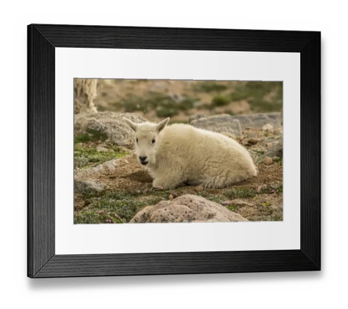 Framed Print : USA, Colorado, Mt. Evans. Mountain goat kid