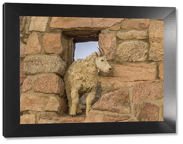 USA, Colorado, Mt. Evans. Mountain goat in window of abandoned building. Credit as