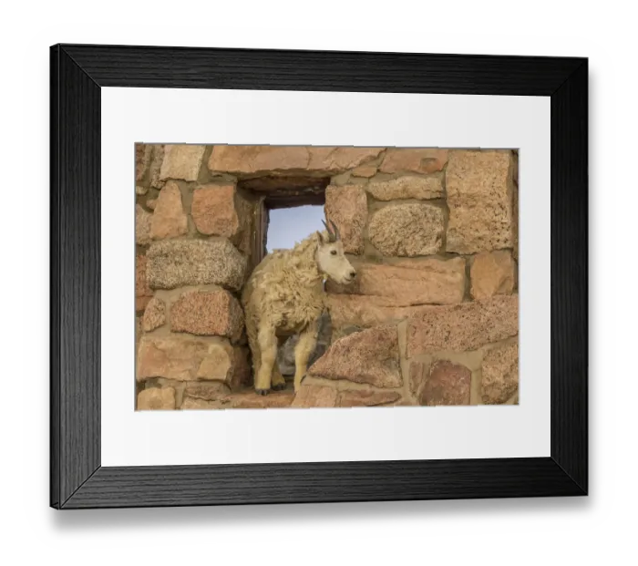 Framed Print : USA, Colorado, Mt. Evans. Mountain goat in window of abandoned building. Credit as