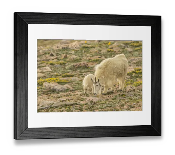 Framed Print : USA, Colorado, Mt. Evans. Mountain goat nanny and kid eating Framed Print : USA, Colorado, Mt. Evans. Mountain goat nanny and kid eating