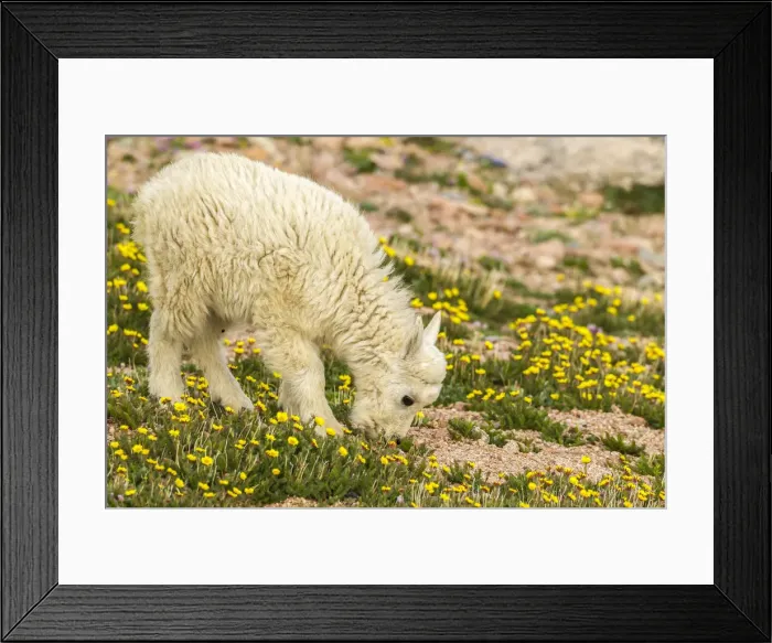 Framed Print : USA, Colorado, Mt. Evans. Mountain goat kid eating Framed Print : USA, Colorado, Mt. Evans. Mountain goat kid eating