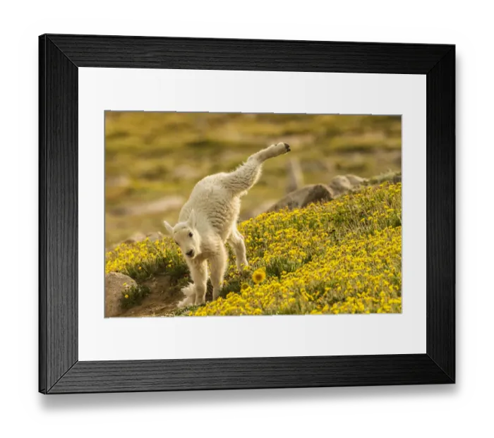Framed Print : USA, Colorado, Mt. Evans. Mountain goat kid playing Framed Print : USA, Colorado, Mt. Evans. Mountain goat kid playing