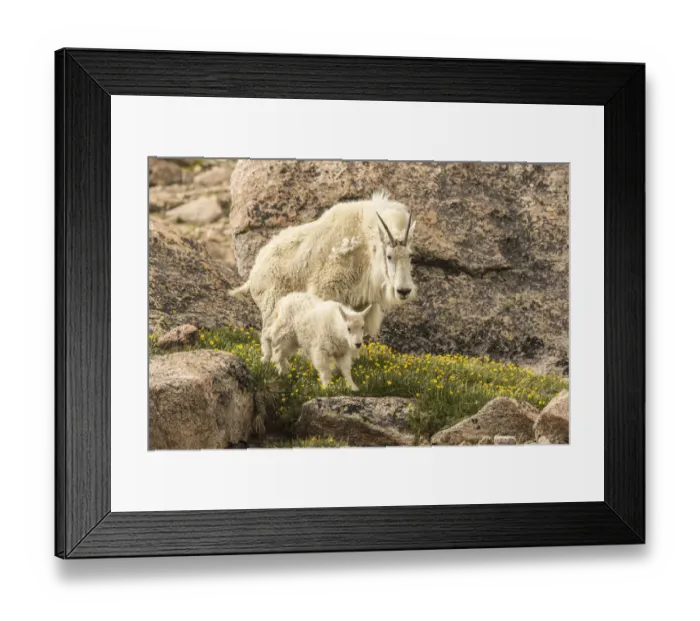 Framed Print : USA, Colorado, Mt. Evans. Mountain goat nanny and kid Framed Print : USA, Colorado, Mt. Evans. Mountain goat nanny and kid