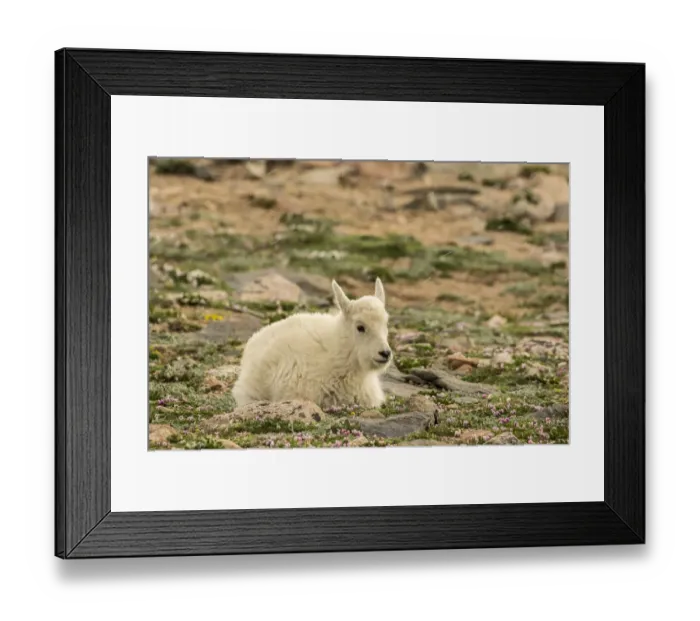 Framed Print : USA, Colorado, Mt. Evans. Mountain goat kid Framed Print : USA, Colorado, Mt. Evans. Mountain goat kid