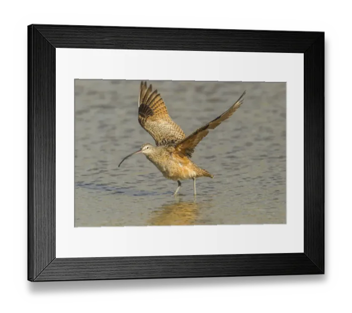 Framed Print : USA, California, San Luis Obispo. Long-billed curlew in water Framed Print : USA, California, San Luis Obispo. Long-billed curlew in water