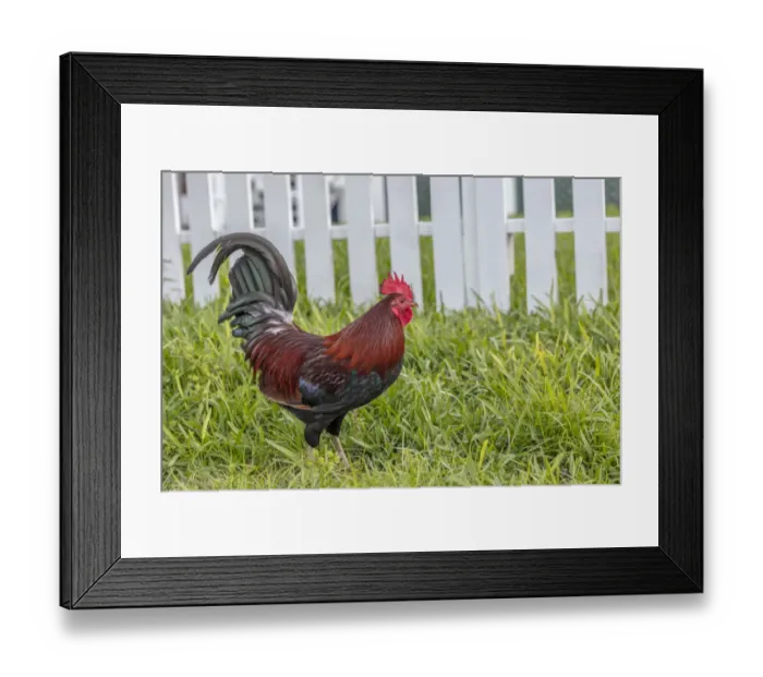 Framed Print : Cubalaya Gypsy Rooster in Key West, Florida, USA Framed Print : Cubalaya Gypsy Rooster in Key West, Florida, USA