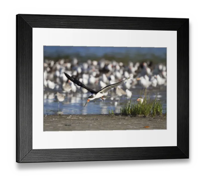 Framed Print : USA, Fort De Soto, St. Petersburg, Florida. A skimmer flying Framed Print : USA, Fort De Soto, St. Petersburg, Florida. A skimmer flying