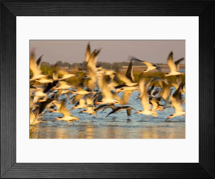 Framed Print : USA, Fort De Soto Park, Pinellas County, St