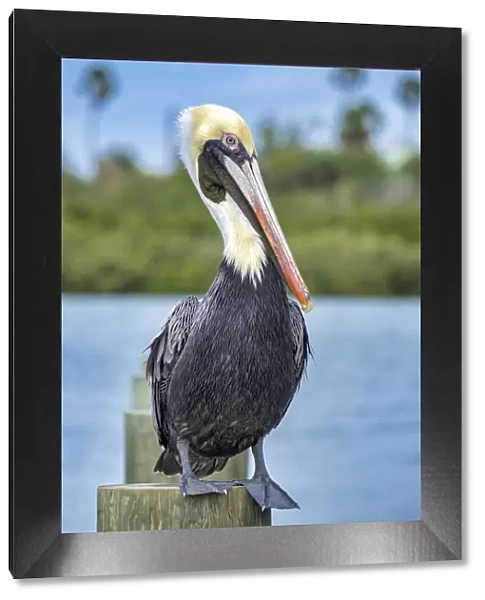 Brown pelican, New Smyrna Beach, Florida, USA