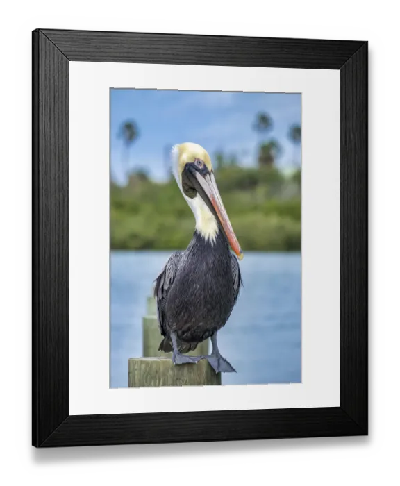 Framed Print : Brown pelican, New Smyrna Beach, Florida, USA Framed Print : Brown pelican, New Smyrna Beach, Florida, USA